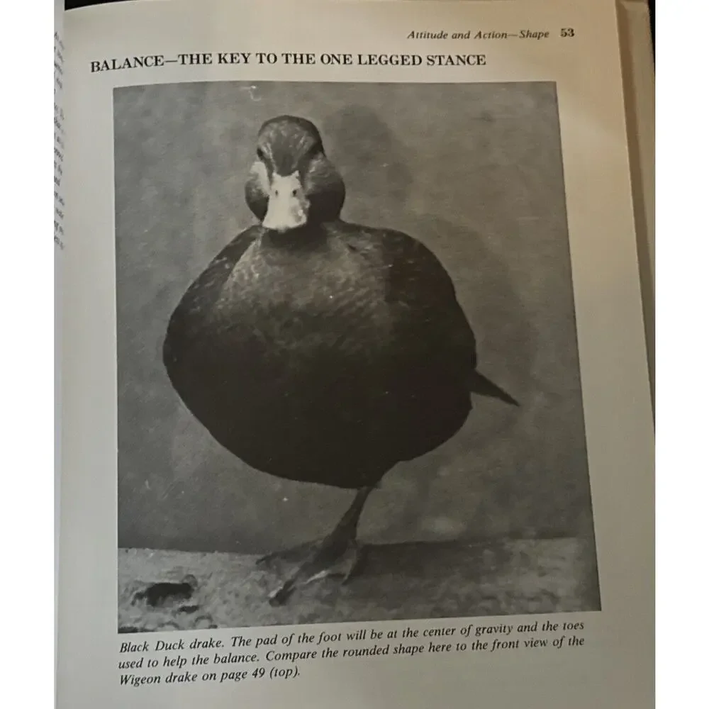 Waterfowl: The Artist's Guide to Anatomy Attitude Color Book LeMaster Richard‎